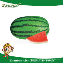 Suntoday oblong green rink vegetable hybrid F1 Organic red watermelon crimson sweet seeds planter breeder sudan